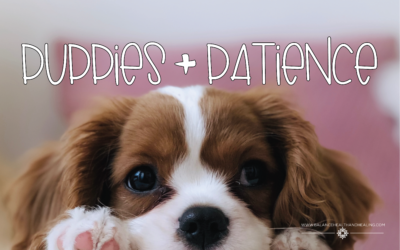 Puppies & Patience